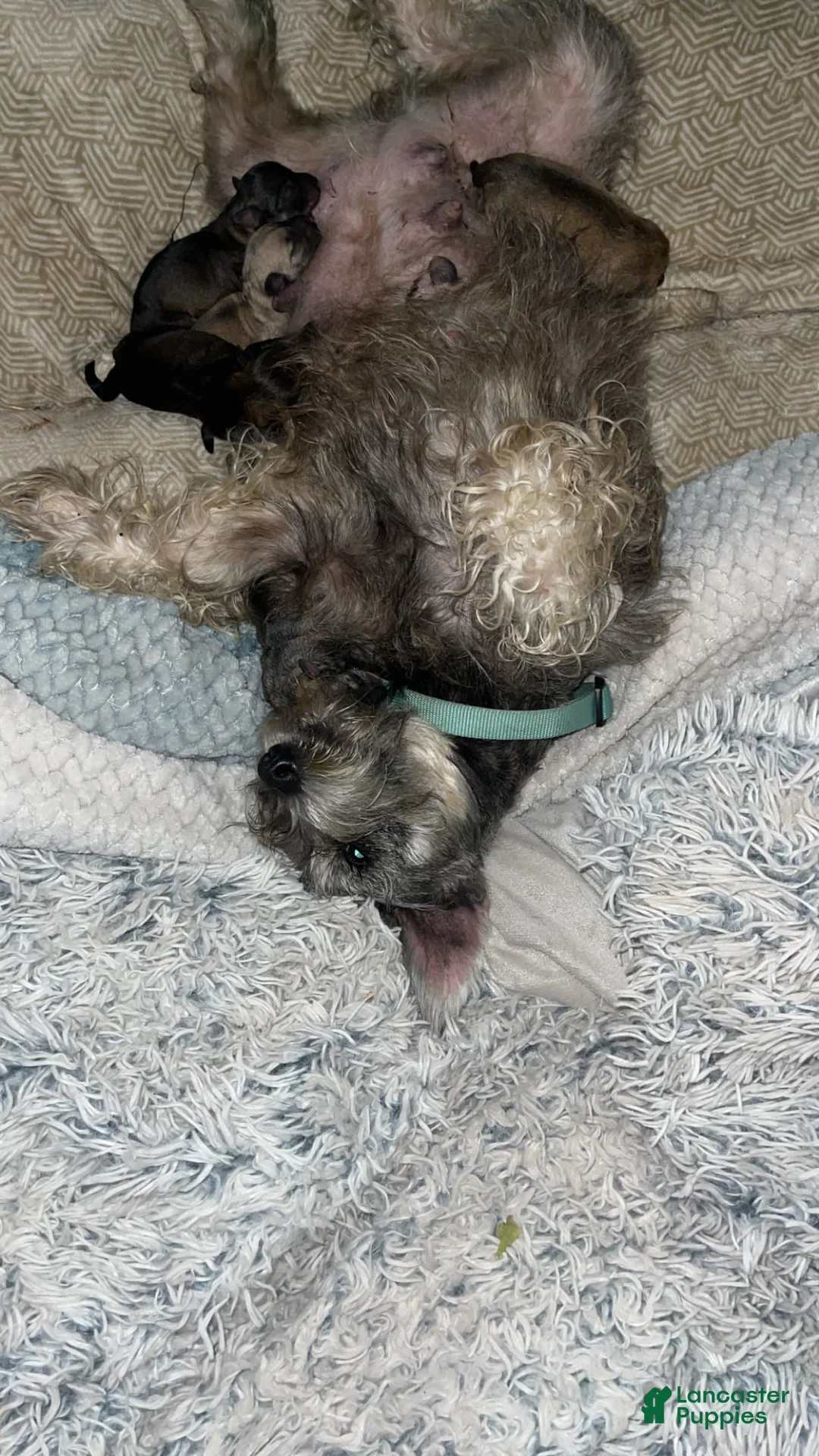 Gallery Image {{count}}