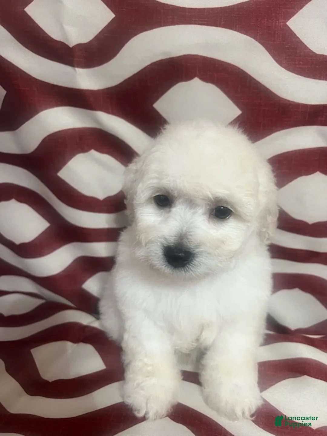 Miniature Poodle dogs for sale: Fizz - Ad 3