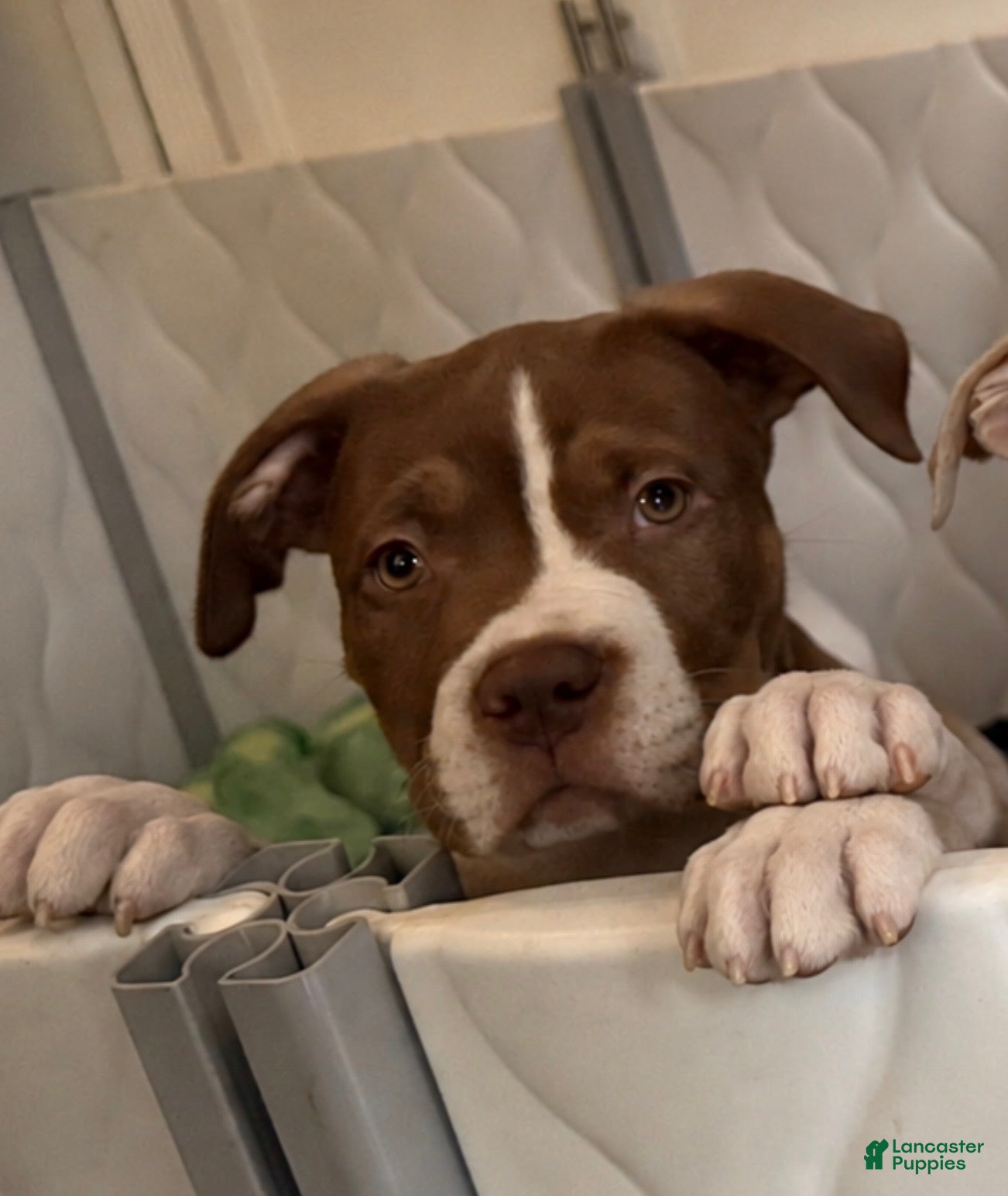 American Bully dogs American Bully Puppy 2 - Ad 1