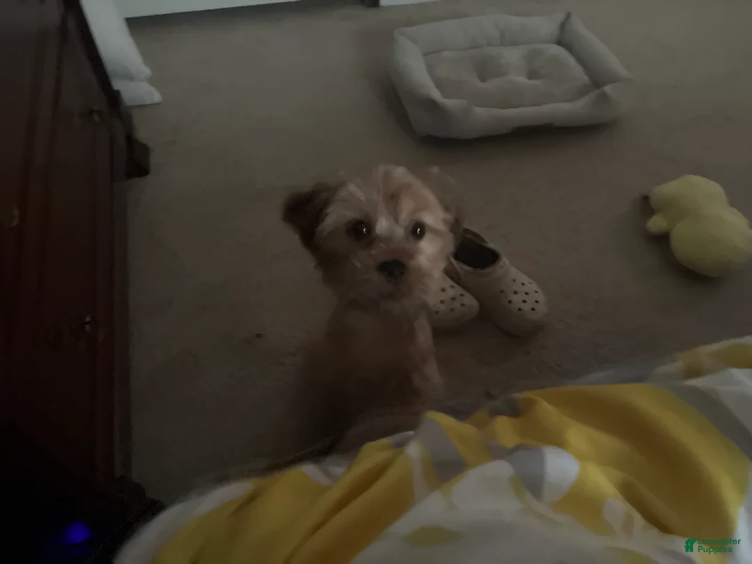 Shorkie dogs for sale: Benny - Ad 1