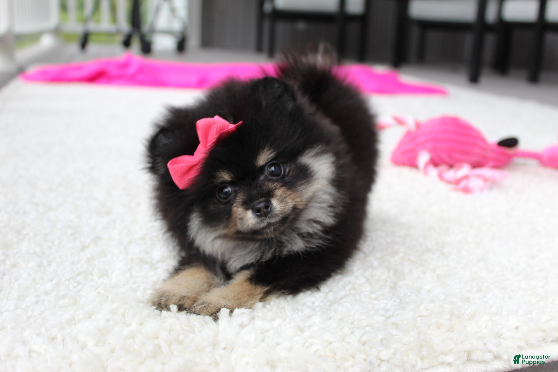 Pomeranian dogs Tessa - Ad 2