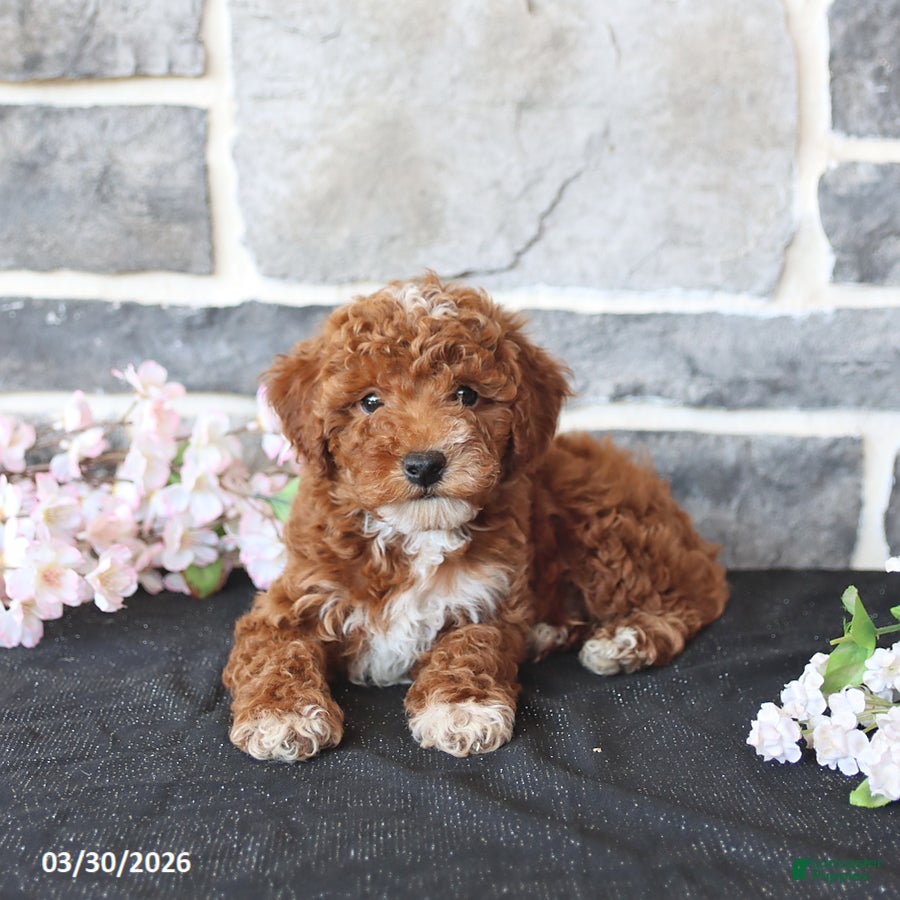 Miniature Poodle dogs Sanford - Ad 1