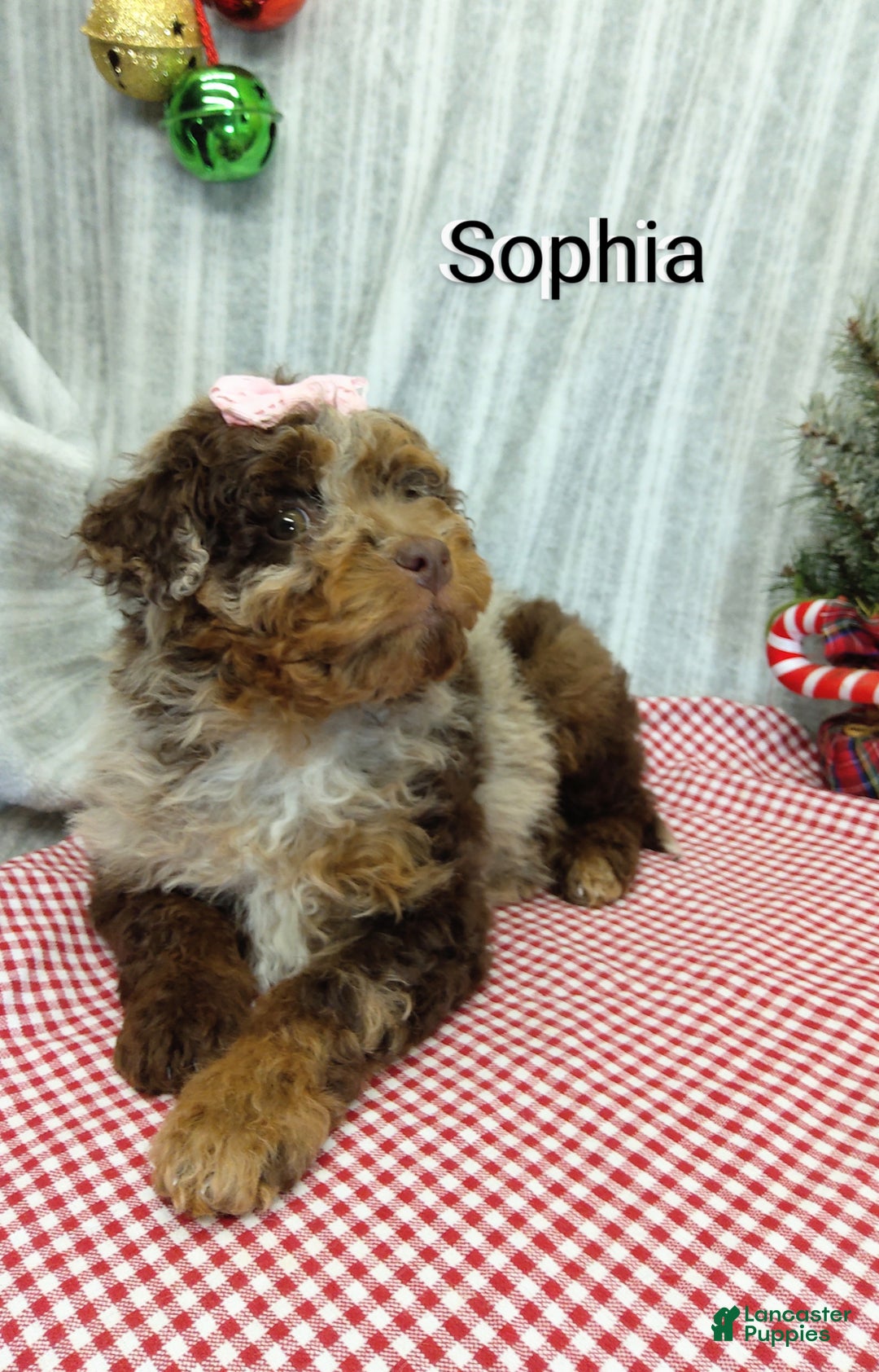 Mini Bernedoodle dogs for sale: Sophia - Ad 3