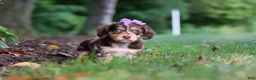 Miniature Dachshund dogs for sale: Abby - Ad 5