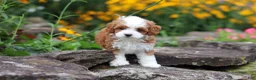 Cavapoo dogs for sale: Brody - Ad 12