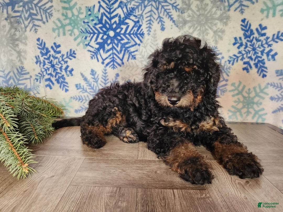 Mini Bernedoodle dogs for sale: Klaus - Ad 4
