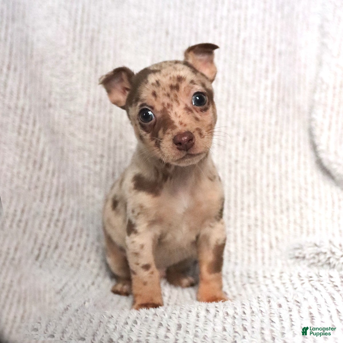 Mixed Breed dogs Sunny  - Ad 5