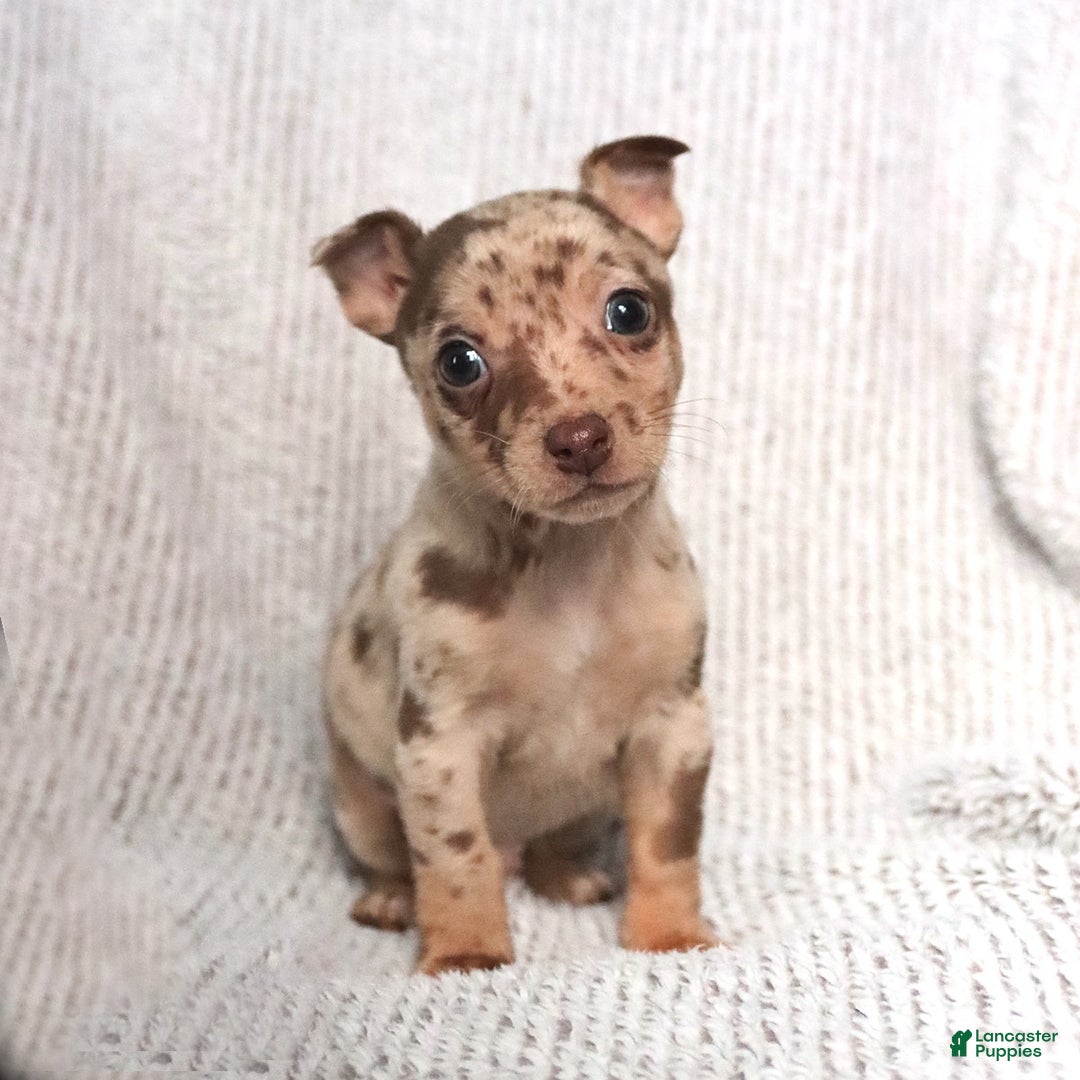 Mixed Breed dogs for sale: Sunny  - Ad 1