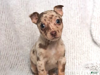 Mixed Breed dogs Sunny - Ad 5