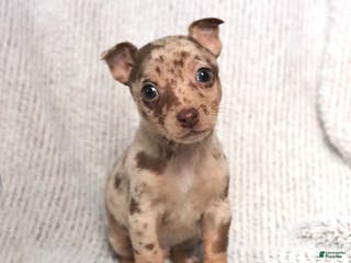 Mixed Breed dogs Sunny - Ad 6