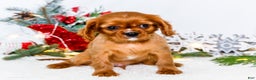 Cavalier King Charles Spaniel dogs for sale: Tiny Tim - Ad 7