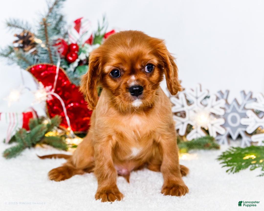 Cavalier King Charles Spaniel dogs for sale: Tiny Tim - Ad 7