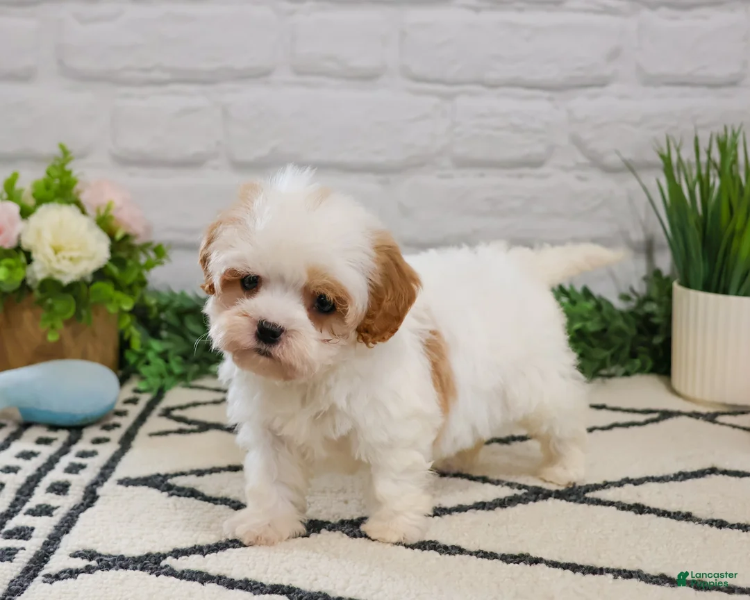 Cavapoo dogs for sale: Patty  - Ad 1