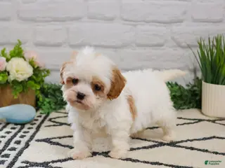 Cavapoo dogs Patty - Ad 32