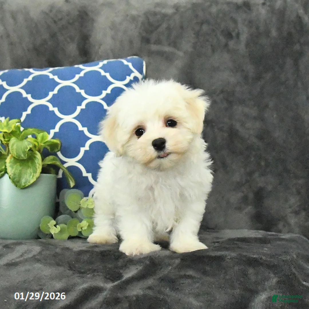 Mixed Breed dogs for sale: Dasher - Ad 4