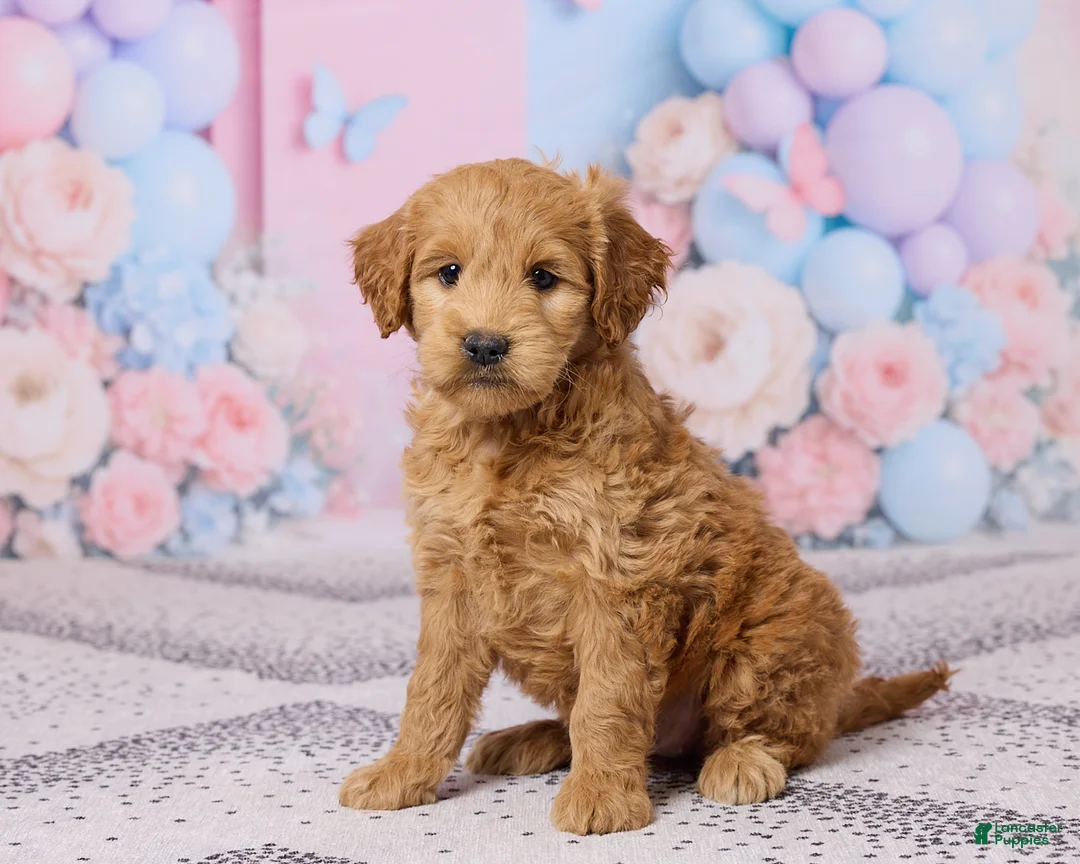 Mini Goldendoodle dogs for sale: Megan - Ad 2