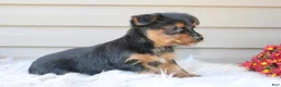 Yorkshire Terrier dogs for sale: Scotty - Ad 3