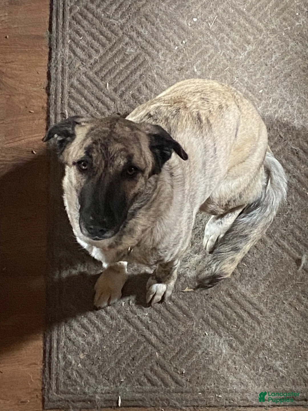 Anatolian Shepherd dogs for sale: Junior - Ad 2