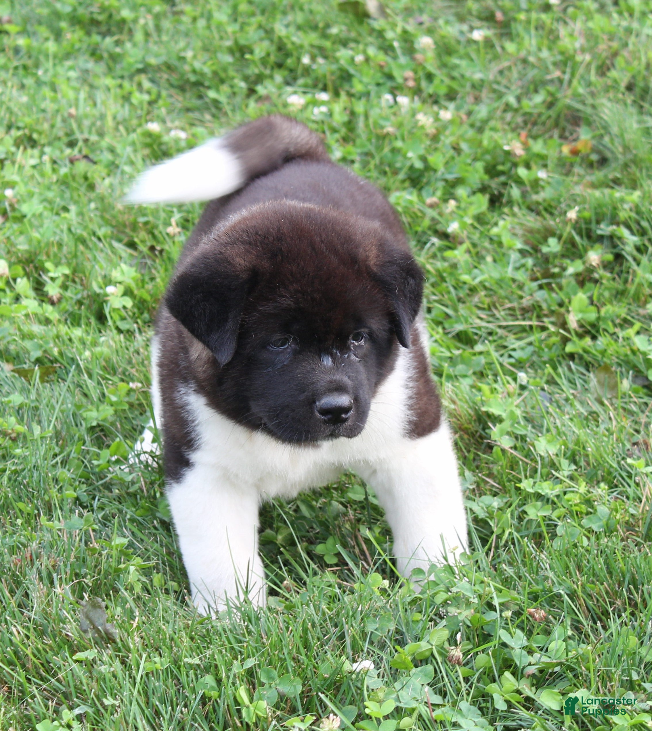 Akita dogs Champ - Ad 2