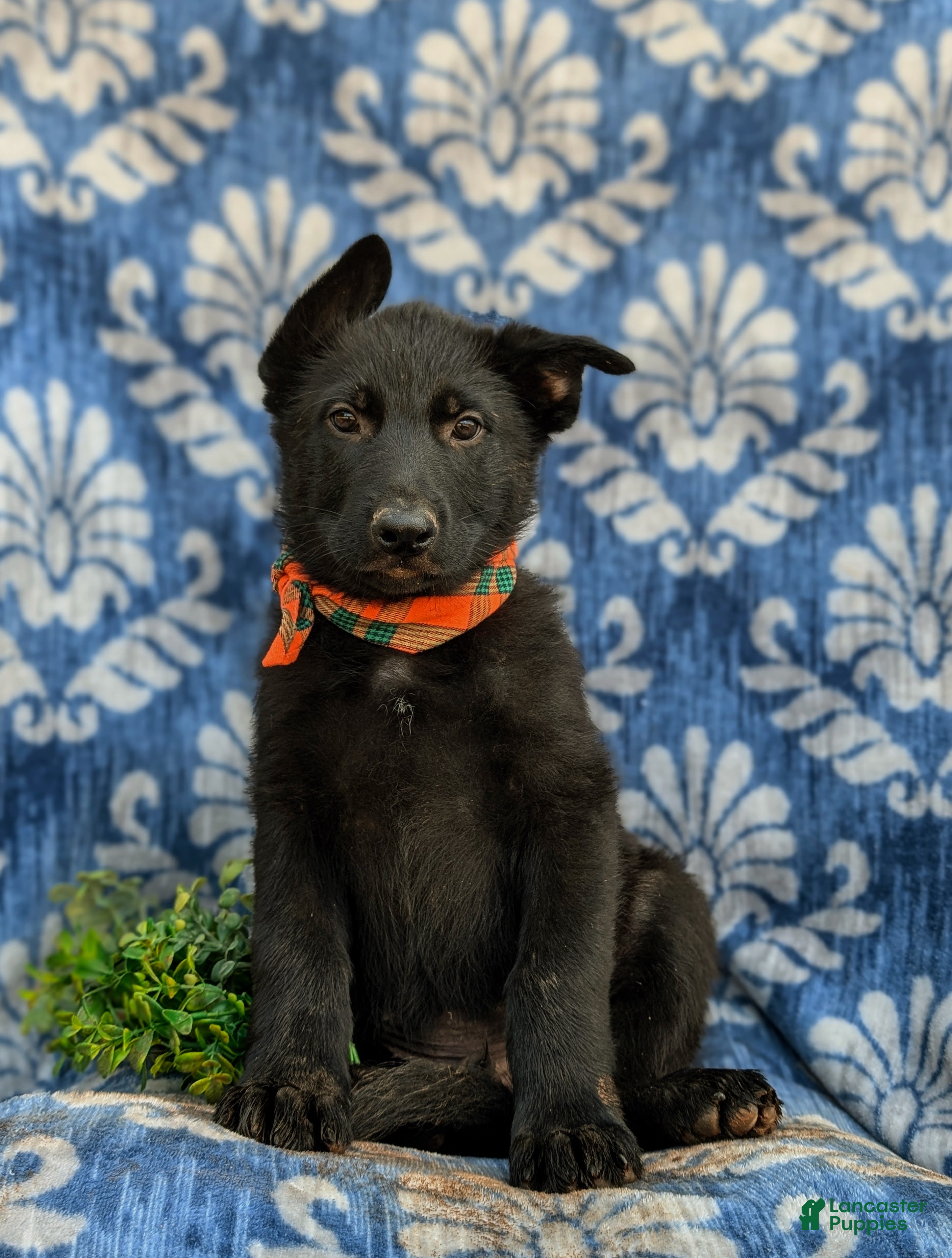 German Shepherd dogs Maxfield - Ad 2