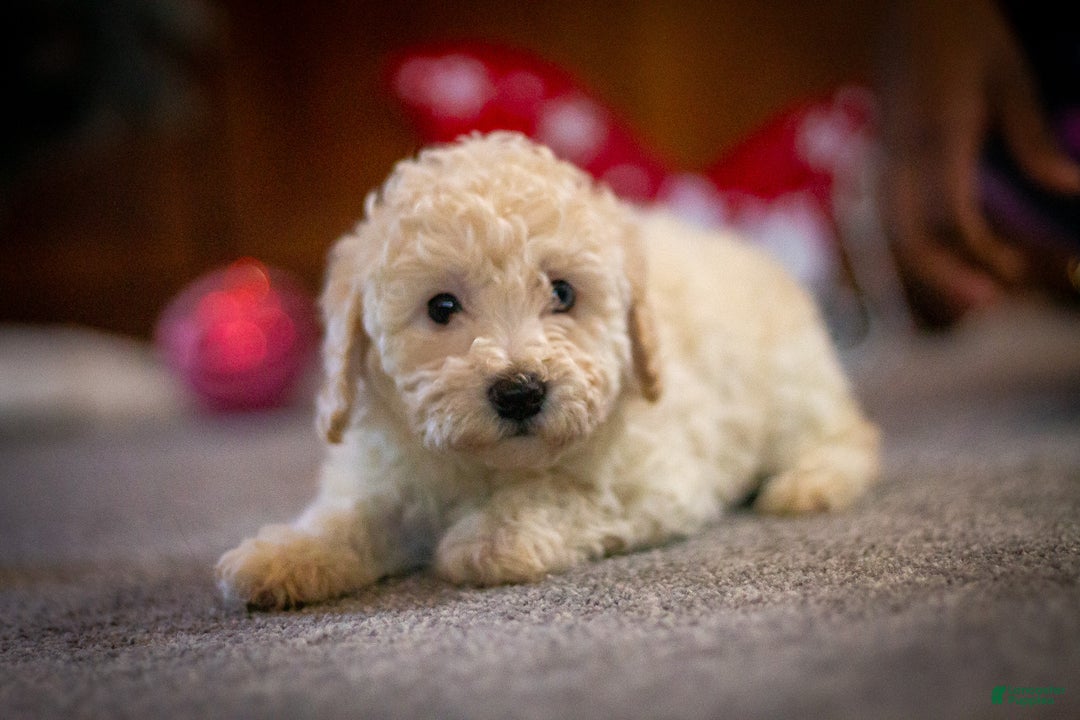 Bichpoo dogs for sale: Joy - Ad 7