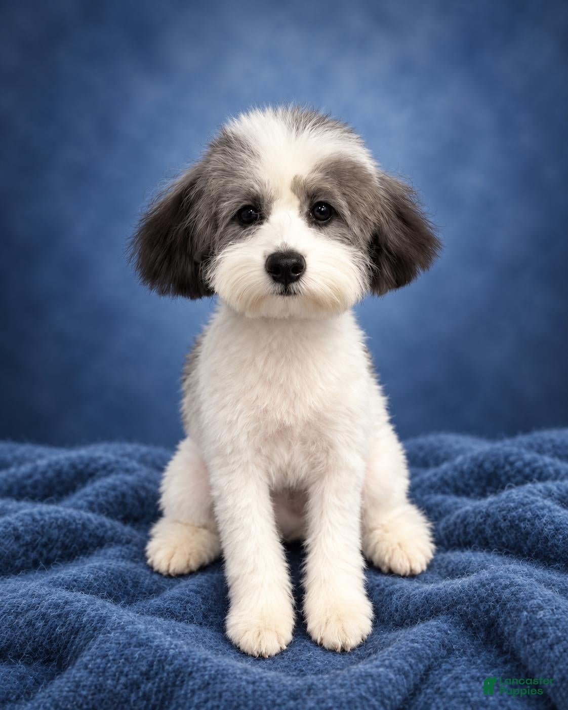 Miniature Poodle dogs for sale: Spots - Ad 3