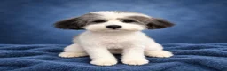 Miniature Poodle dogs for sale: Spots - Ad 1