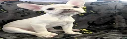 French Bulldog dogs for sale: BonBon - Ad 2