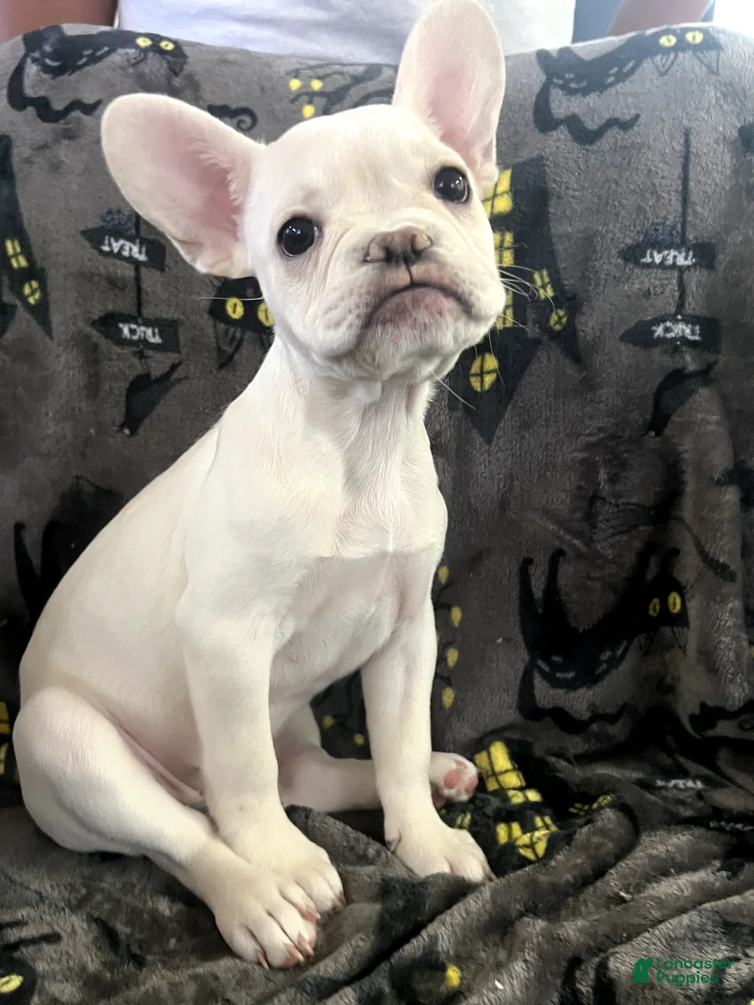French Bulldog dogs for sale: BonBon - Ad 2