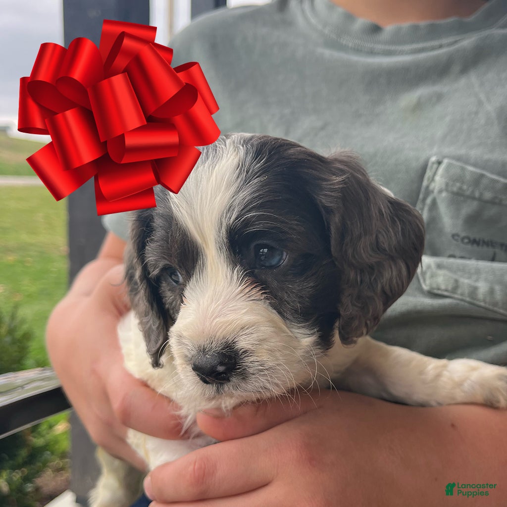 Cockapoo dogs Aspen - Ad 31