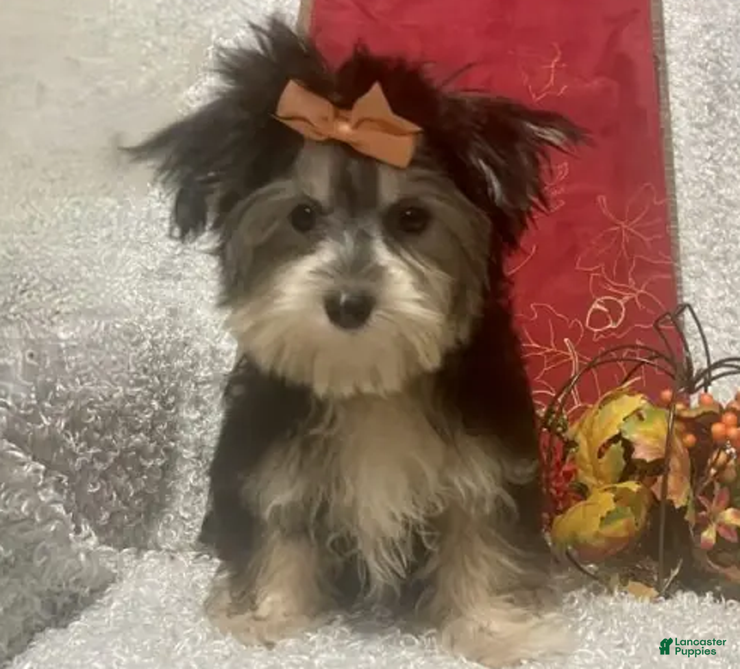 Morkie dogs for sale: Toostie - Ad 5