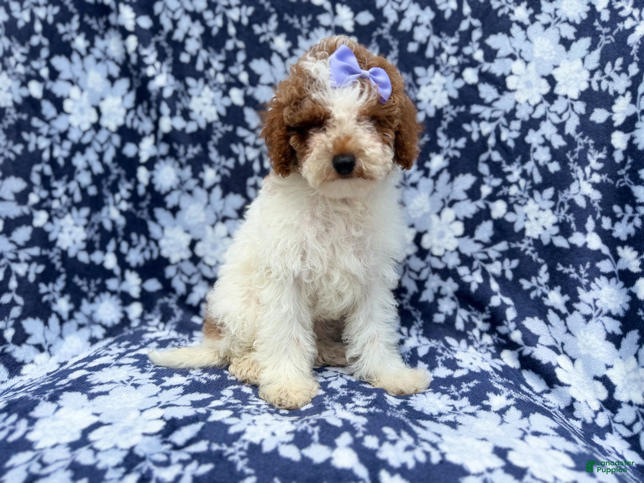 Miniature Poodle dogs Charlotte - Ad 7
