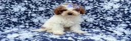 Miniature Poodle dogs for sale: Charlotte - Ad 1