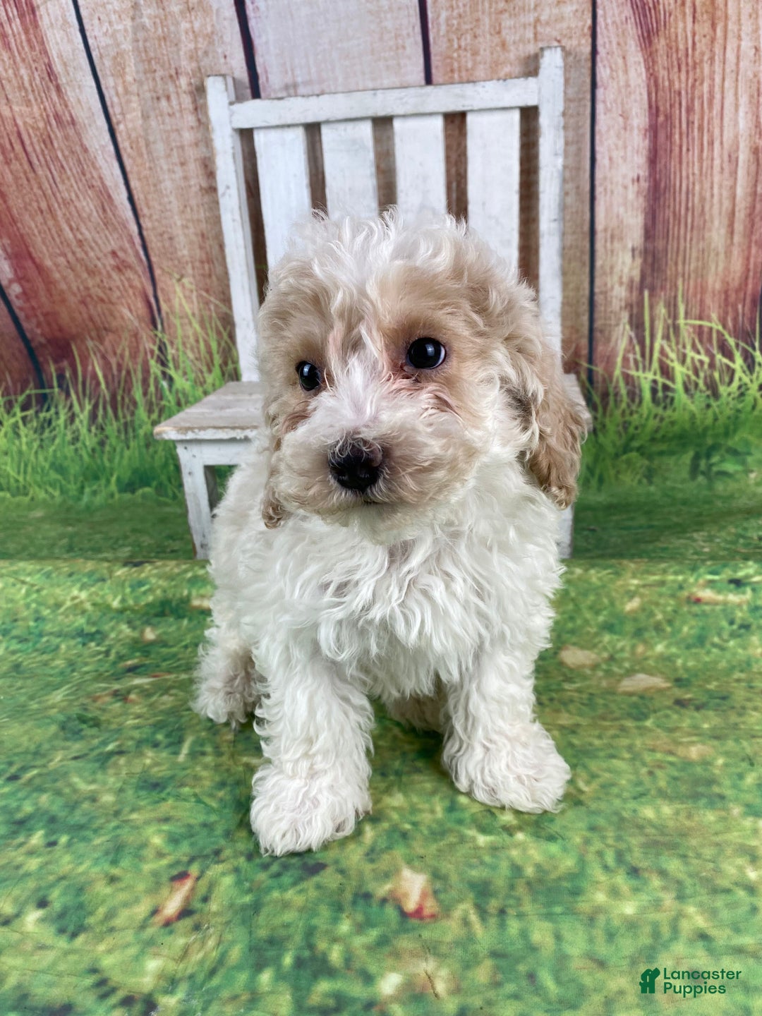 Miniature Poodle dogs for sale: Nelson - Ad 6