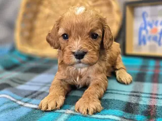 Cavapoo dogs Flannel - Ad 7