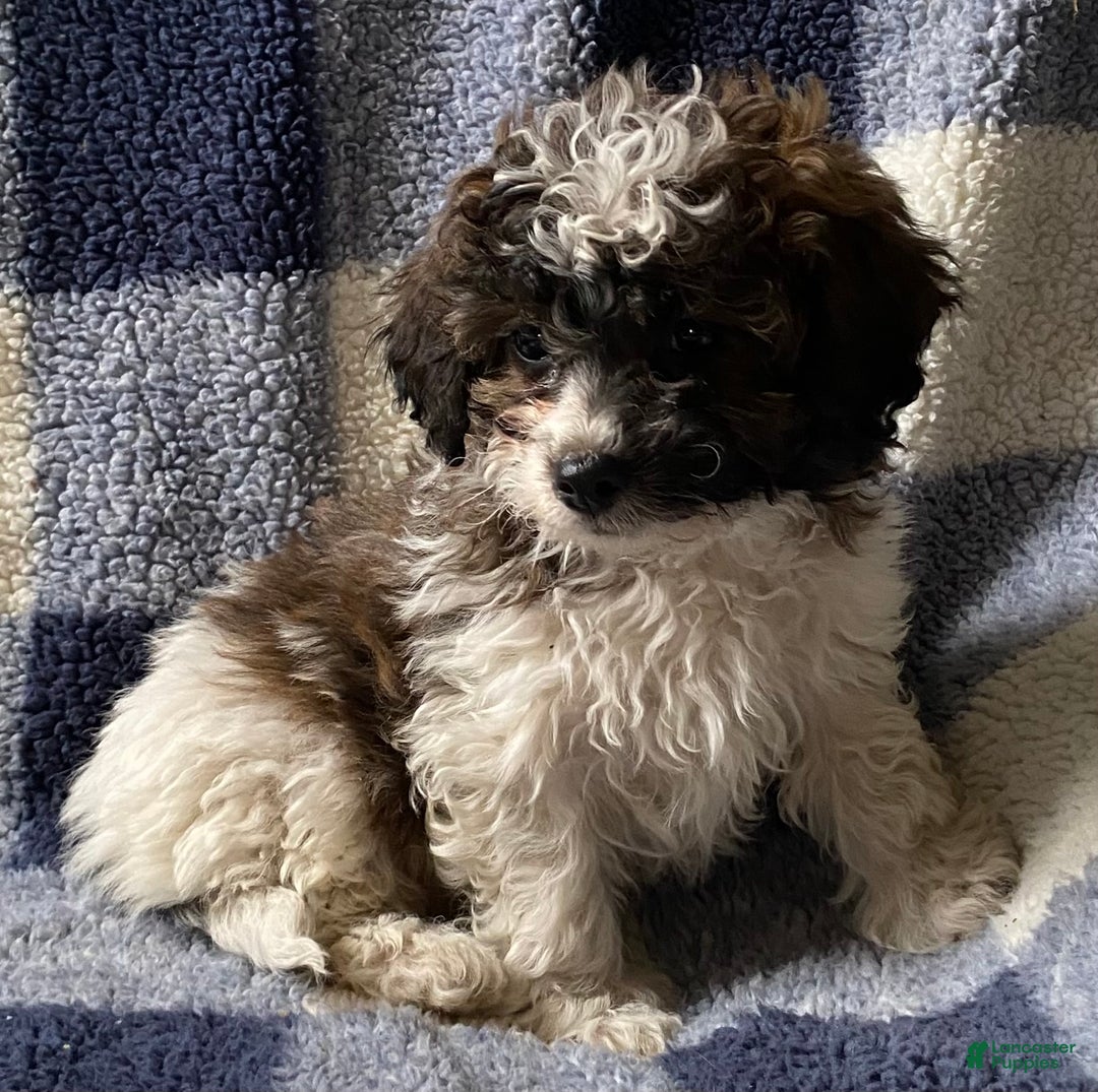 Cavapoo dogs for sale: Hank - Ad 3