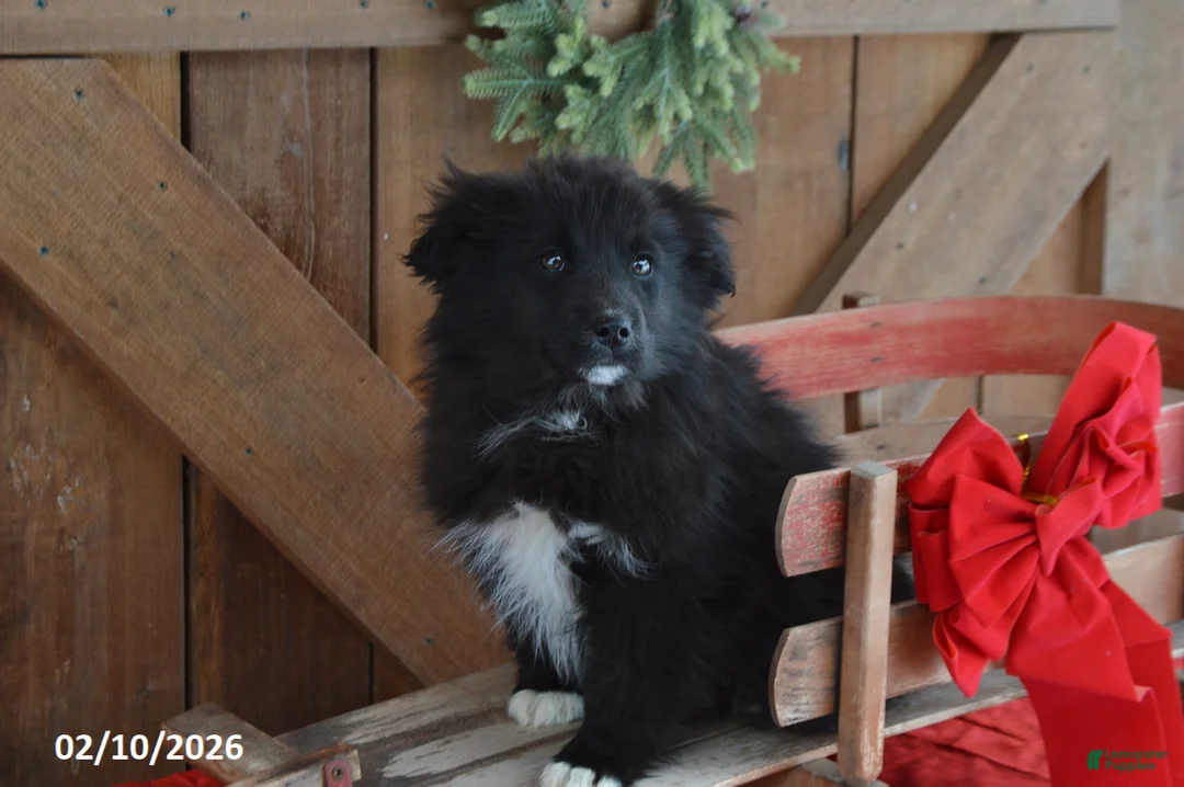 Mixed Breed dogs for sale: Archie - Ad 2