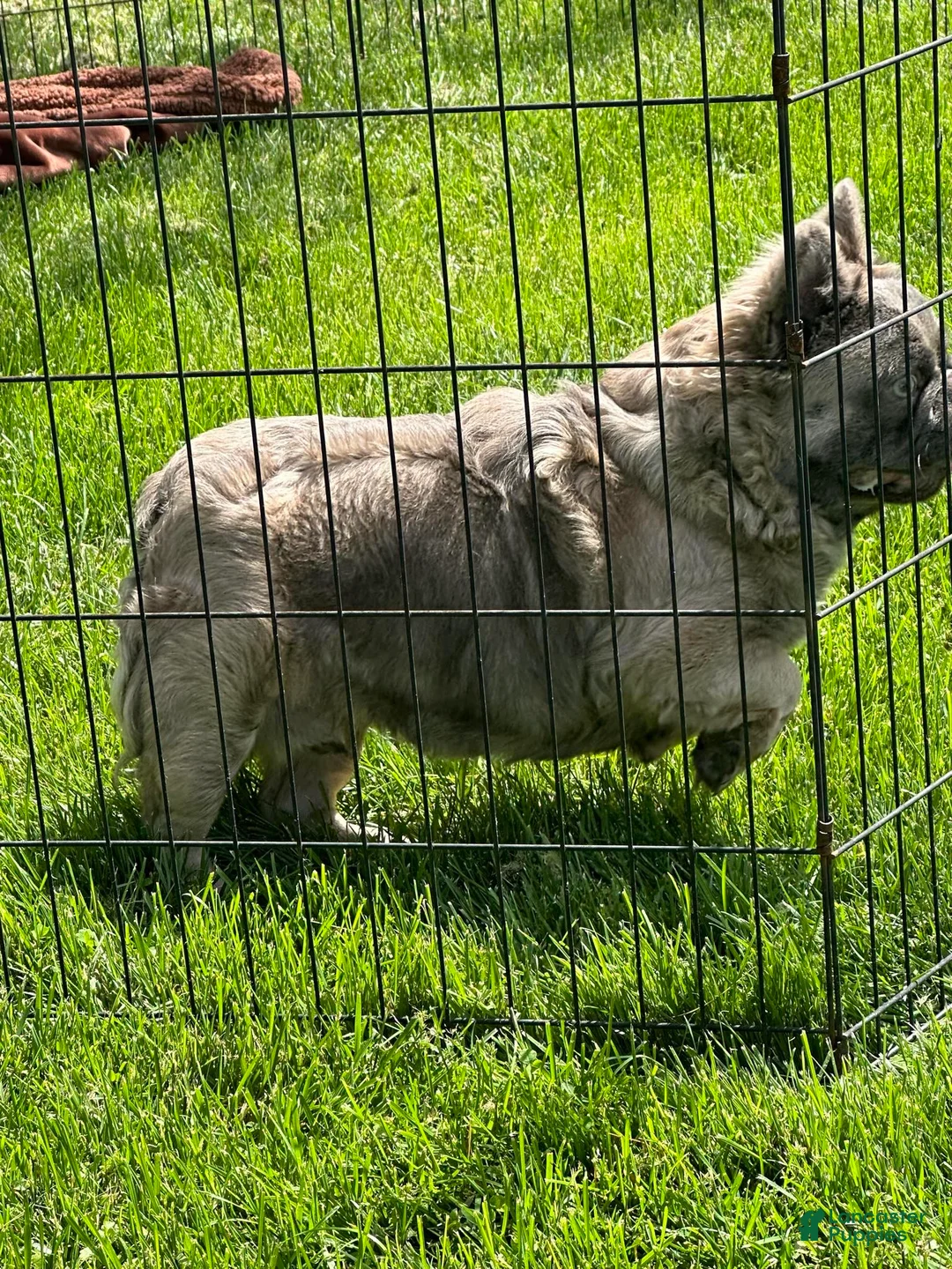 French Bulldog dogs for sale: Apollo - Ad 8