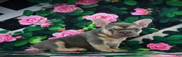 French Bulldog dogs for sale: Louie - Ad 10