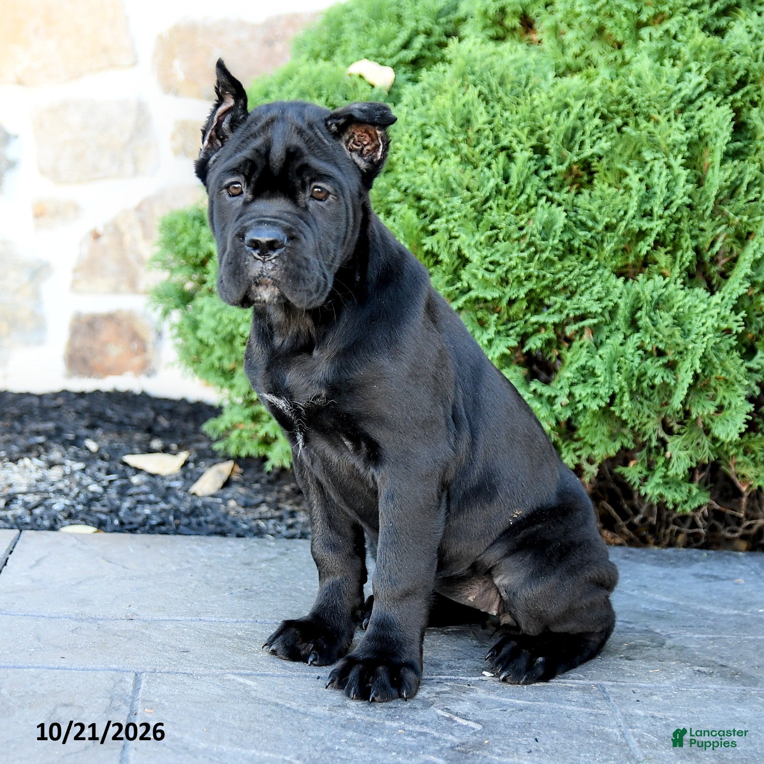 Cane Corso dogs for sale: Reign - Ad 1