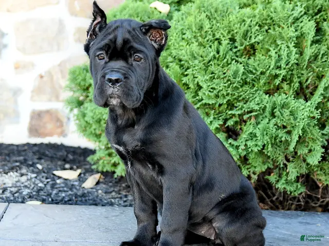 Cane Corso dogs for sale: Reign - Ad 1