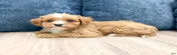 Cavapoo dogs for sale: Winston - Ad 3