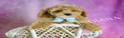 Toy Poodle dogs for sale: Wiggles - Ad 1