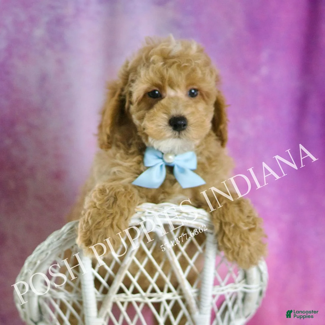 Toy Poodle dogs for sale: Wiggles - Ad 1