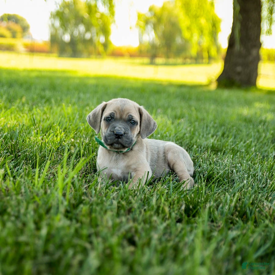 Cane Corso dogs Ivy - Ad 32