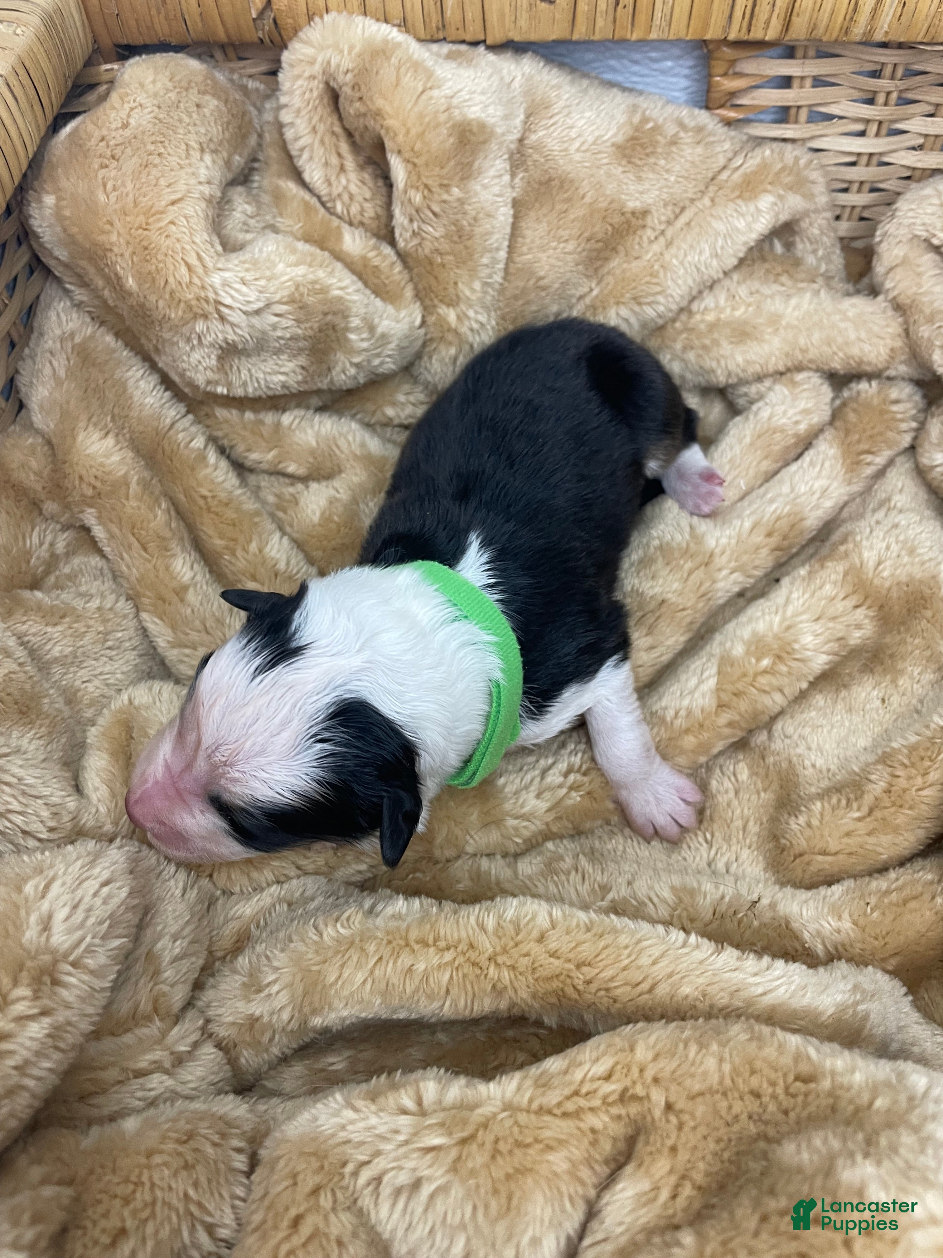 Australian Shepherd dogs Australian Shepherd- Duke - Ad 29