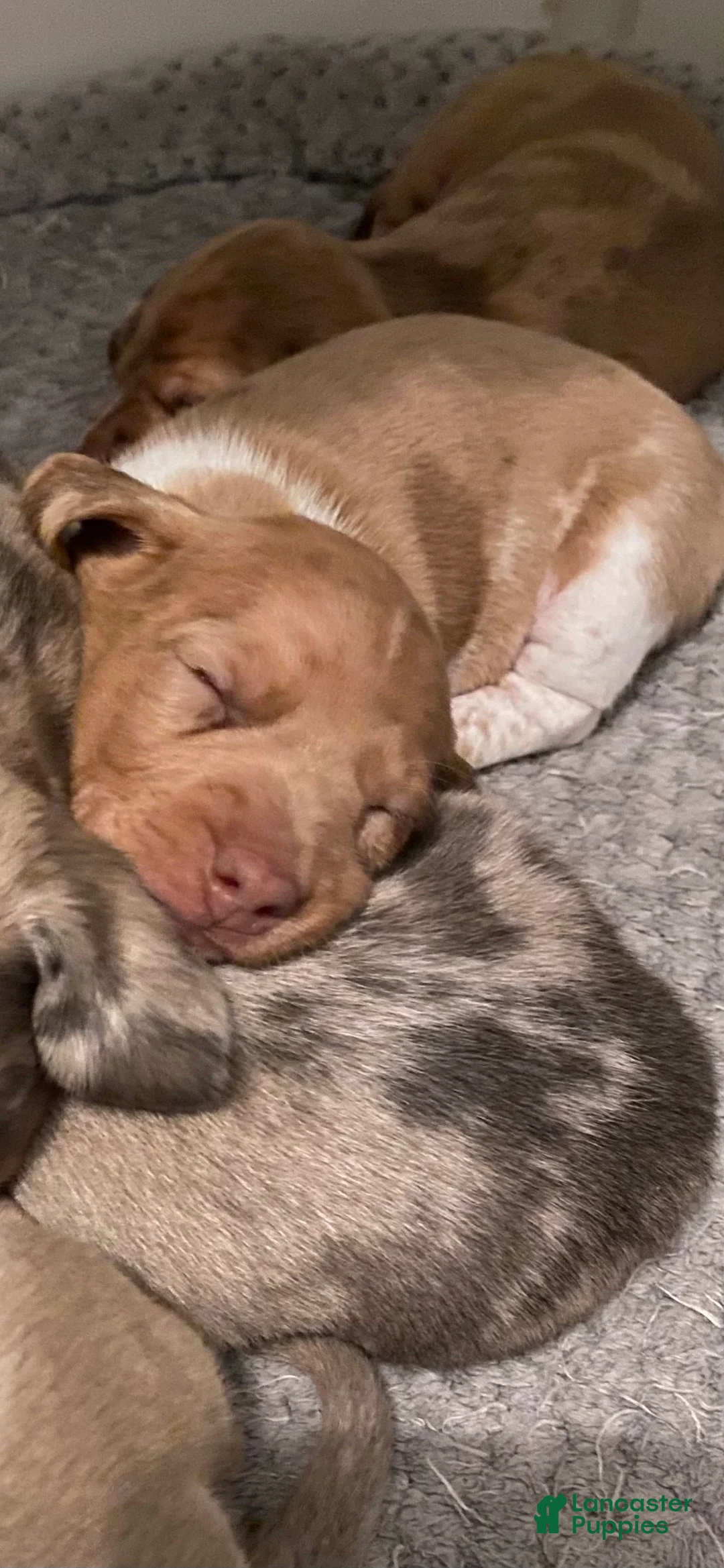 Miniature Dachshund dogs for sale: Reggie - Ad 1