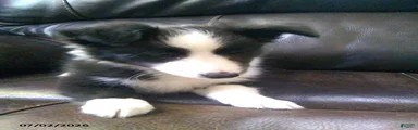 Callie