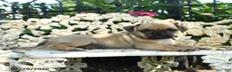 Jug dogs for sale: Drew - Ad 3