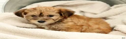 Yorkiepoo dogs for sale: Lindsey - Ad 5